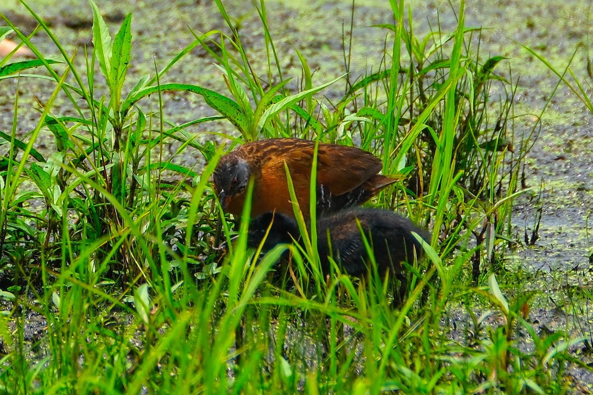 Virginia Rail - ML638644981