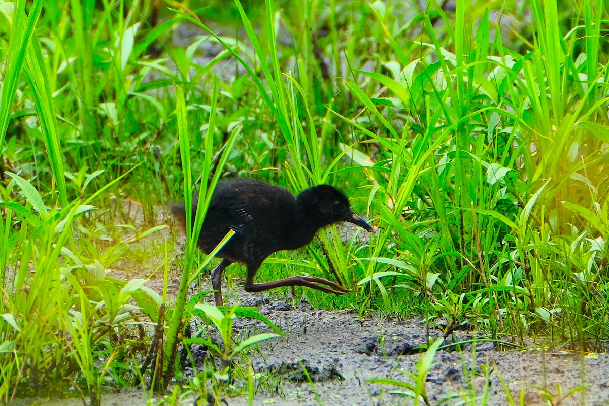 Virginia Rail - ML638644983