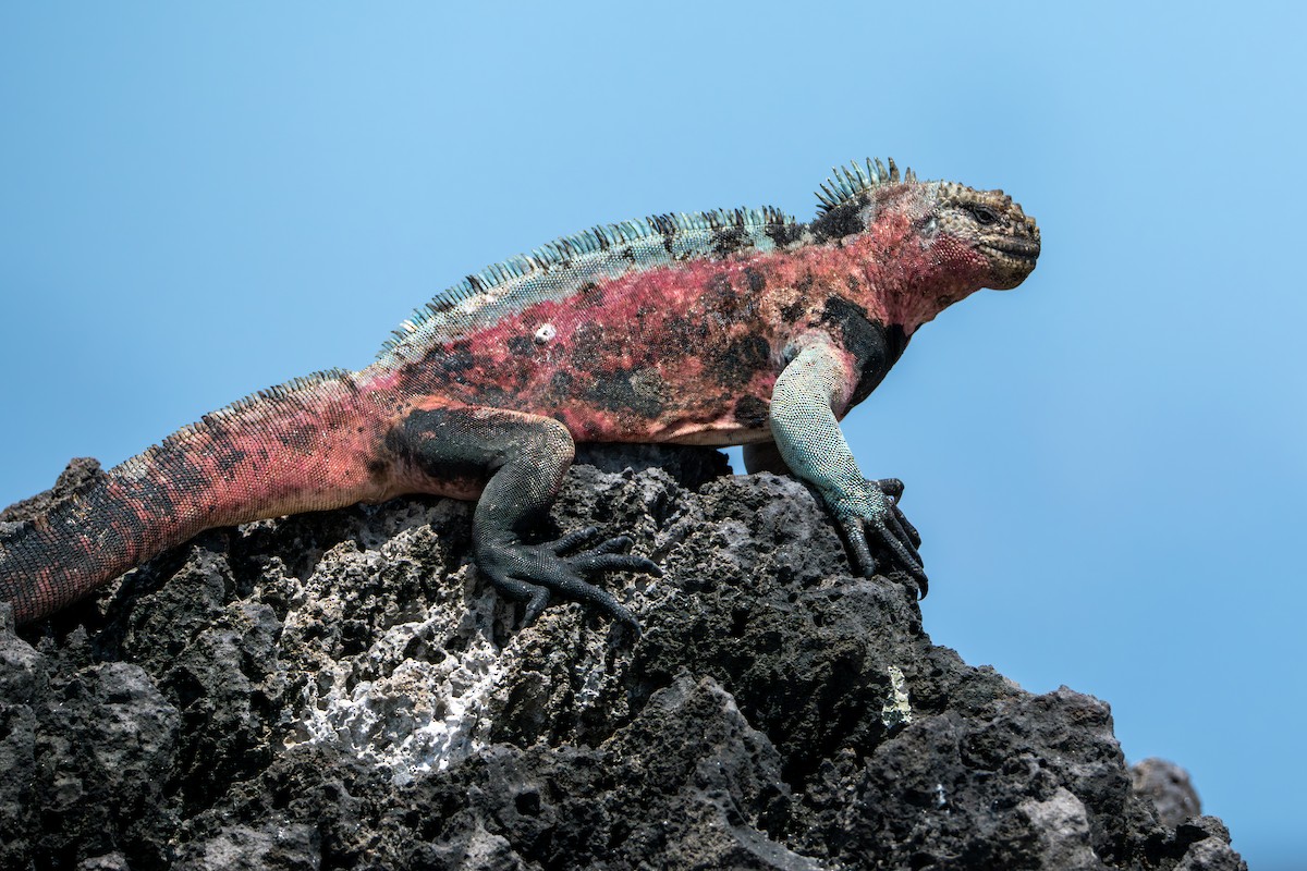 Española Marine Iguana - ML638644990