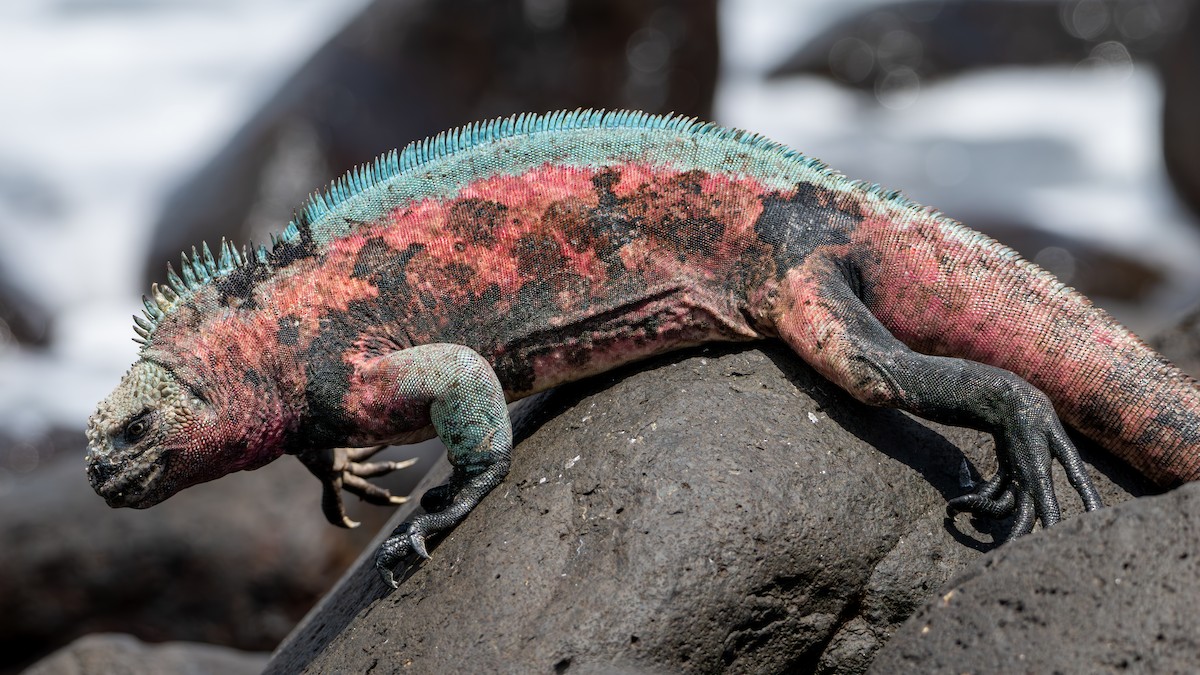 Española Marine Iguana - ML638645010