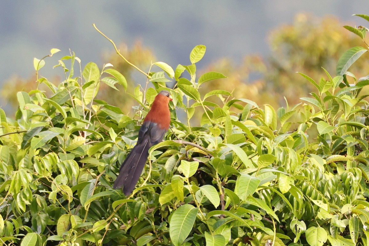 Yellow-billed Malkoha - ML638645032