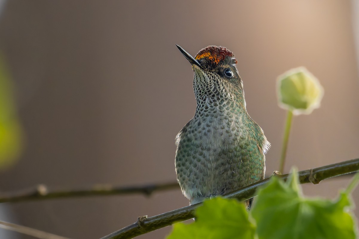 Green-backed Firecrown - ML638645040