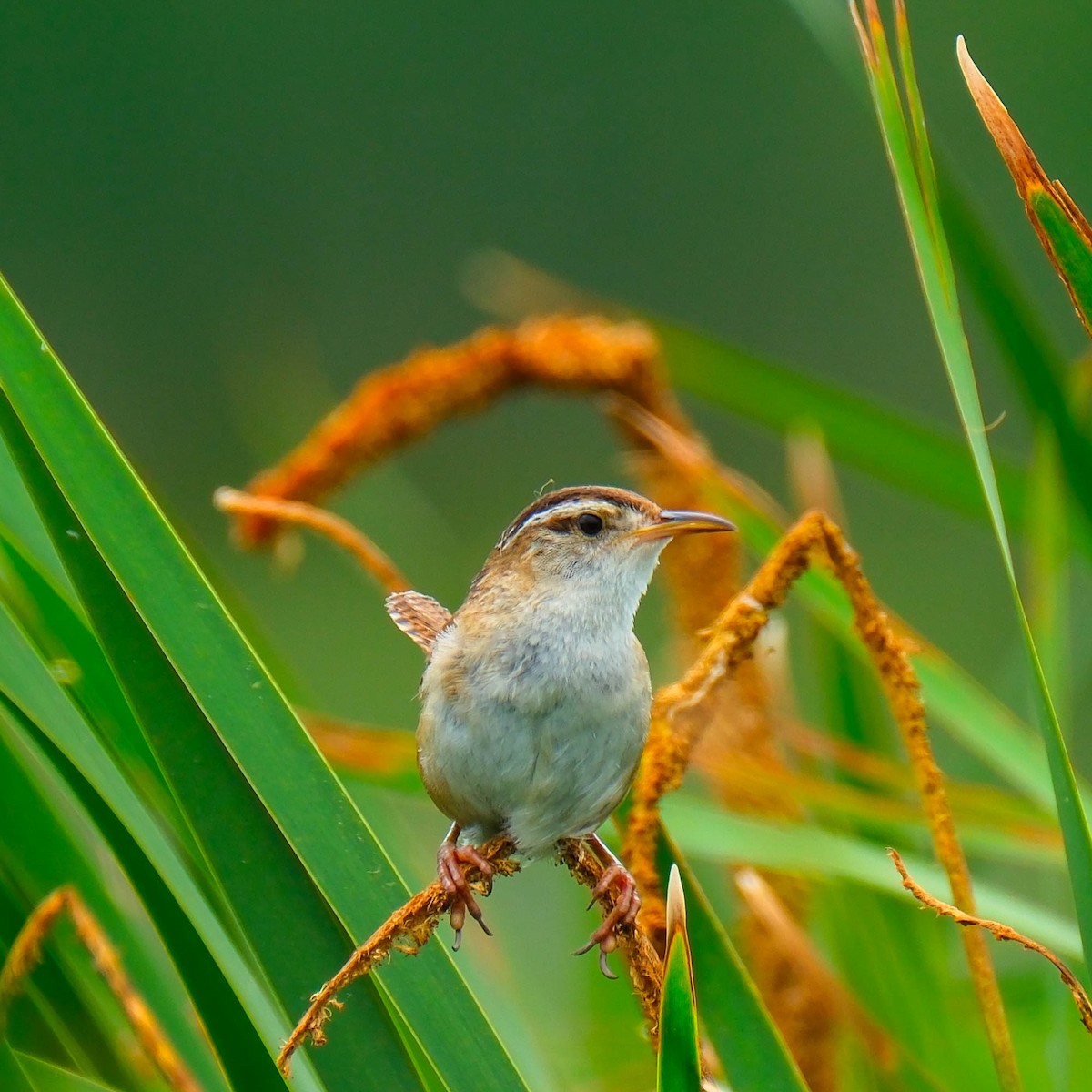 Marsh Wren - ML638645052