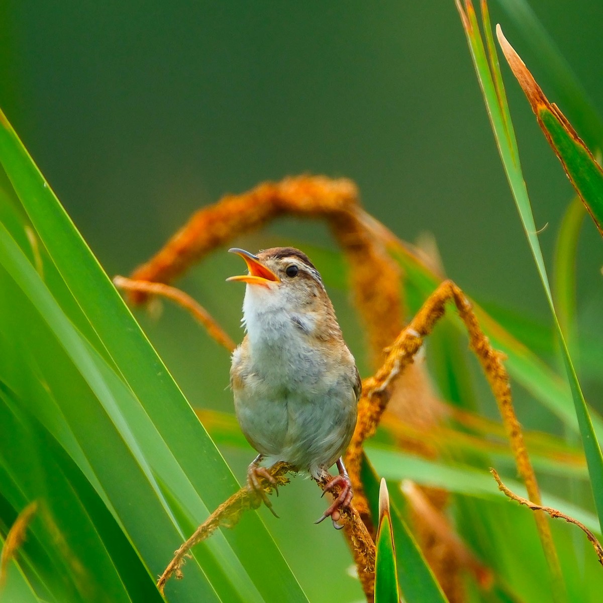 Marsh Wren - ML638645053