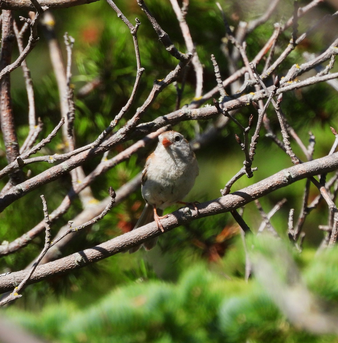 Field Sparrow - ML638645131