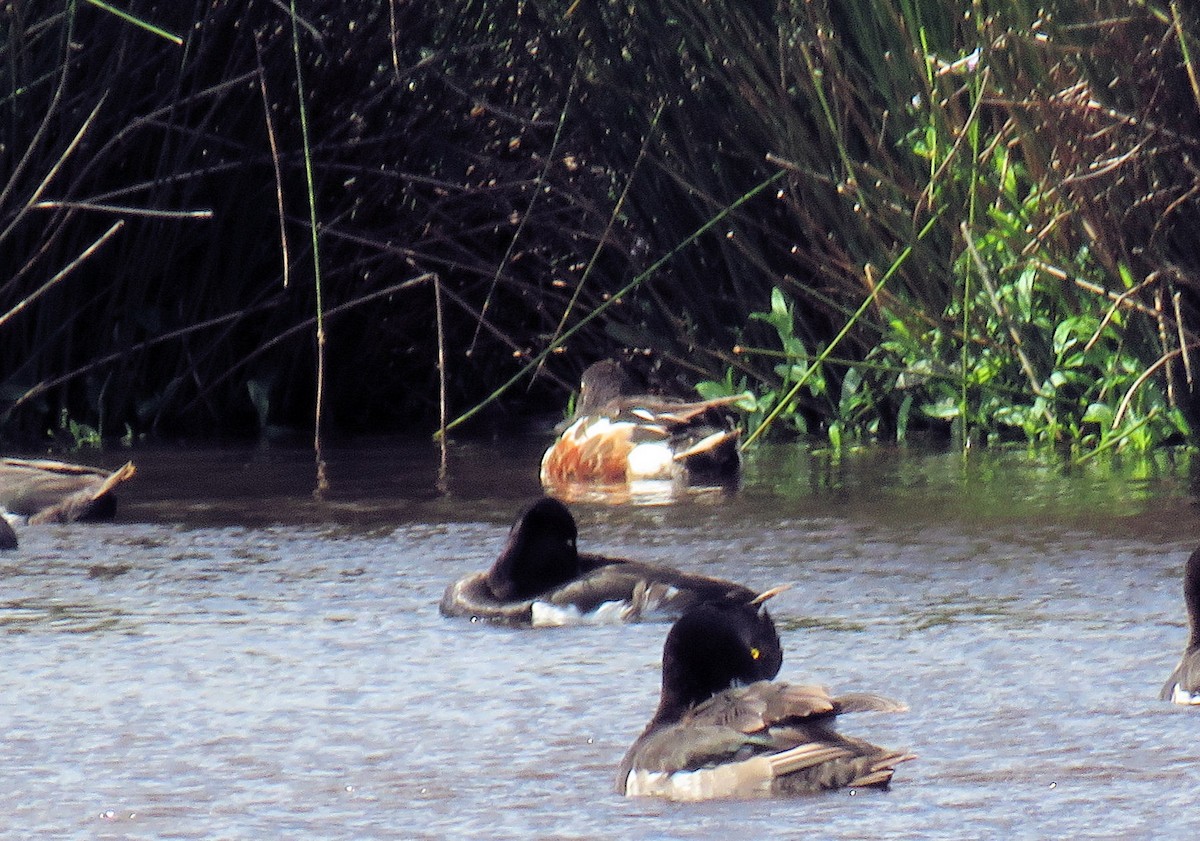 Northern Shoveler - ML638645143