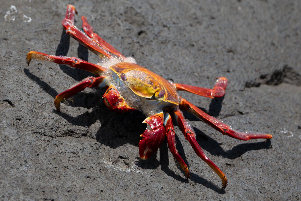 Crustaceans - ML638645147