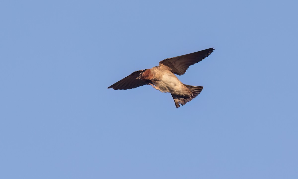 Cliff Swallow (pyrrhonota Group) - ML638645160