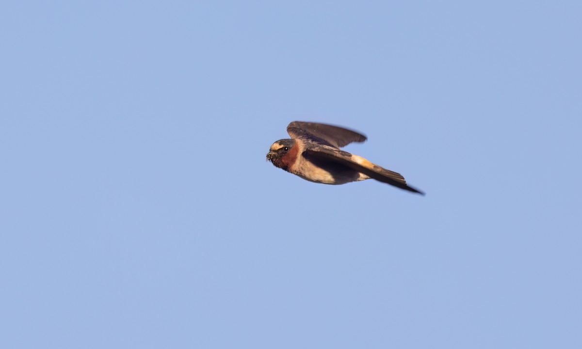Cliff Swallow (pyrrhonota Group) - ML638645161