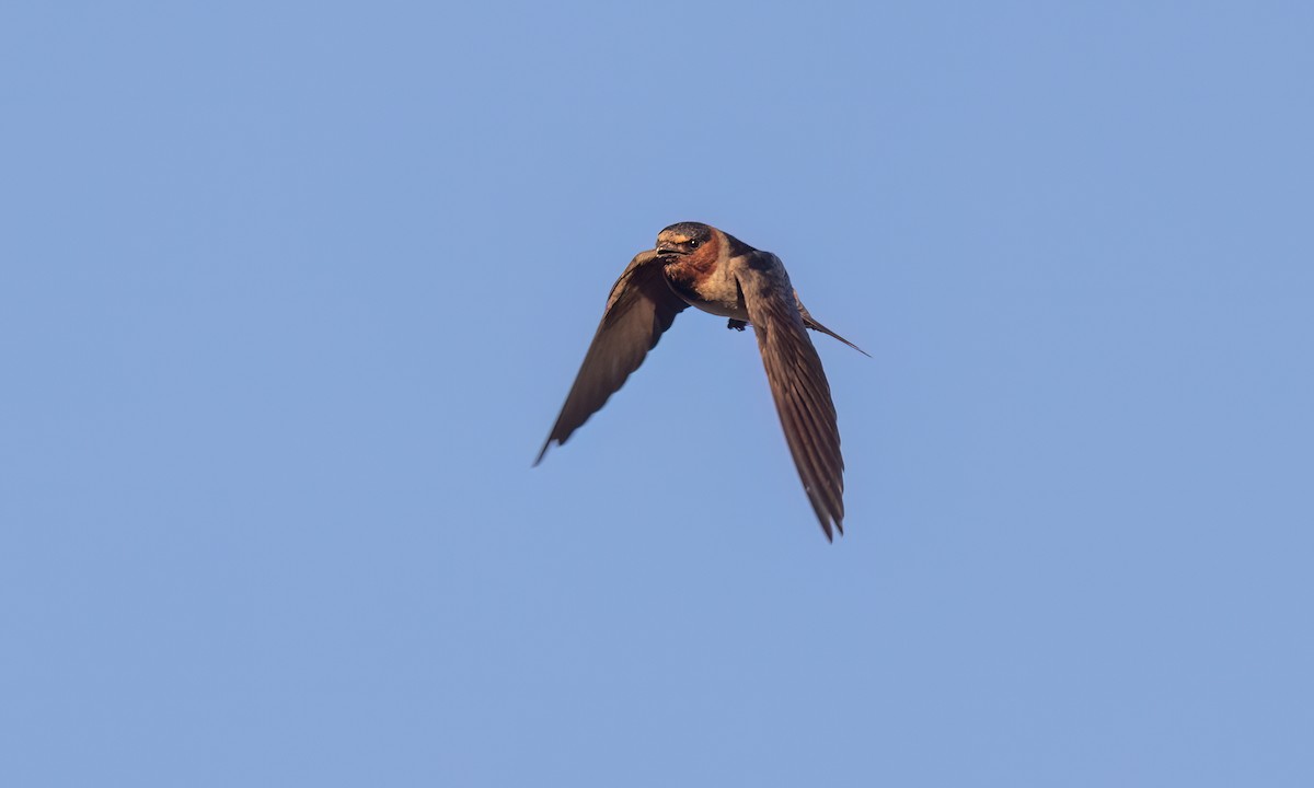 Cliff Swallow (pyrrhonota Group) - ML638645162