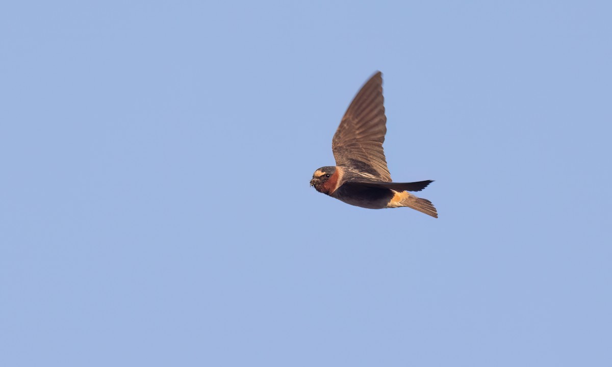 Cliff Swallow (pyrrhonota Group) - ML638645163