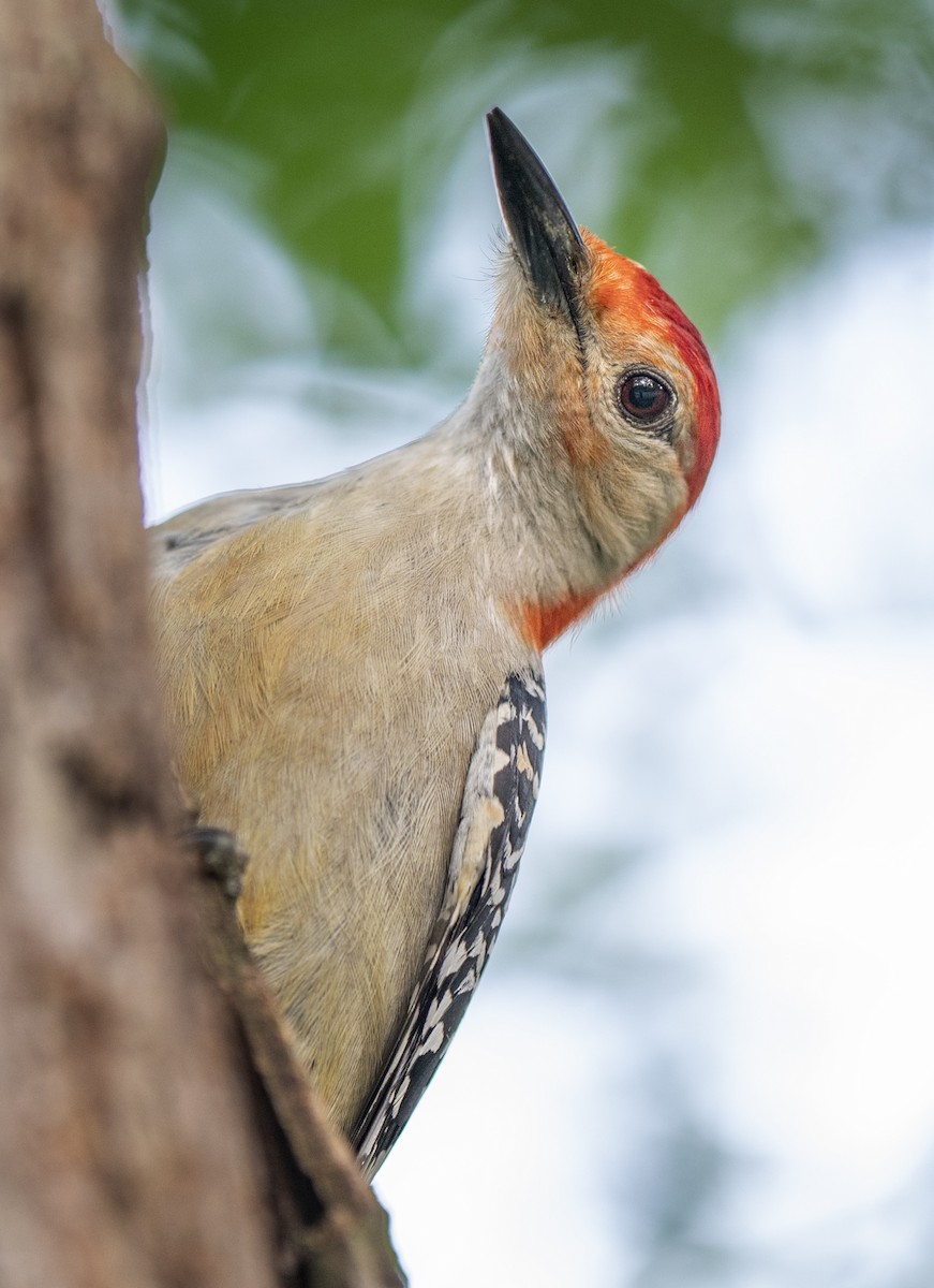 Red-bellied Woodpecker - ML638645196