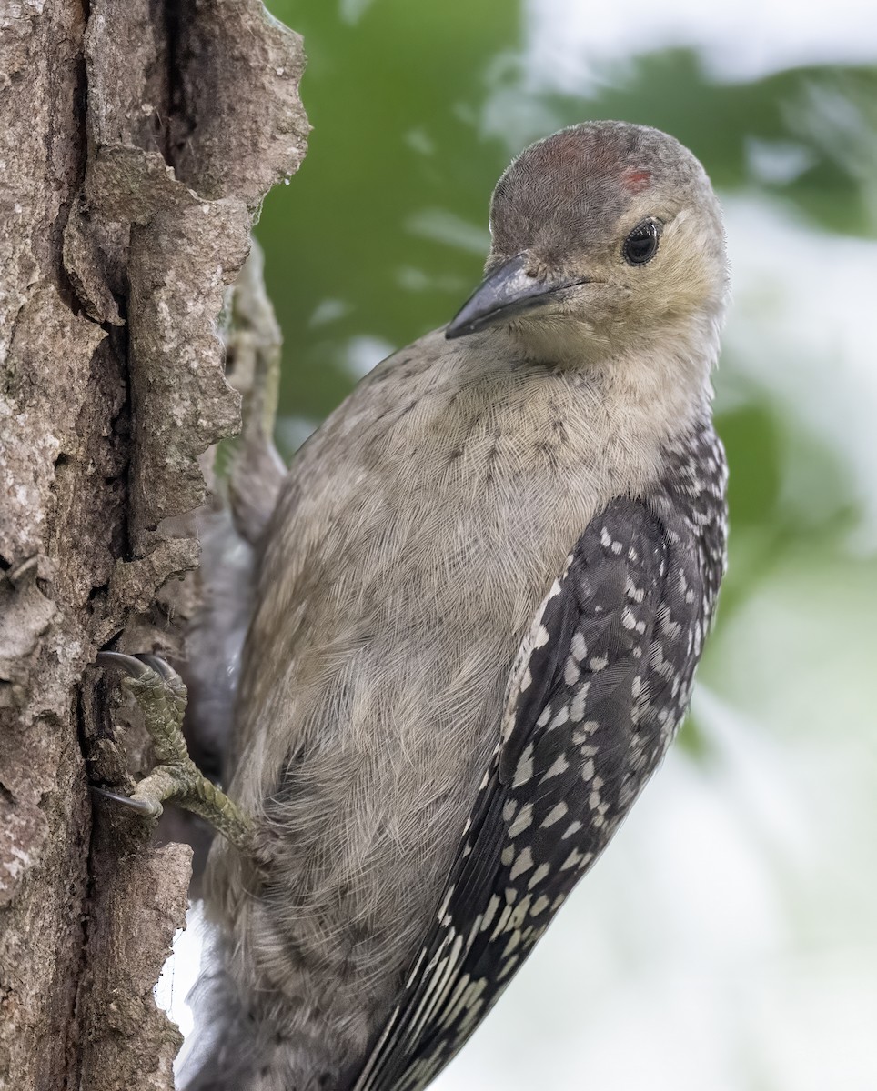 Red-bellied Woodpecker - ML638645197