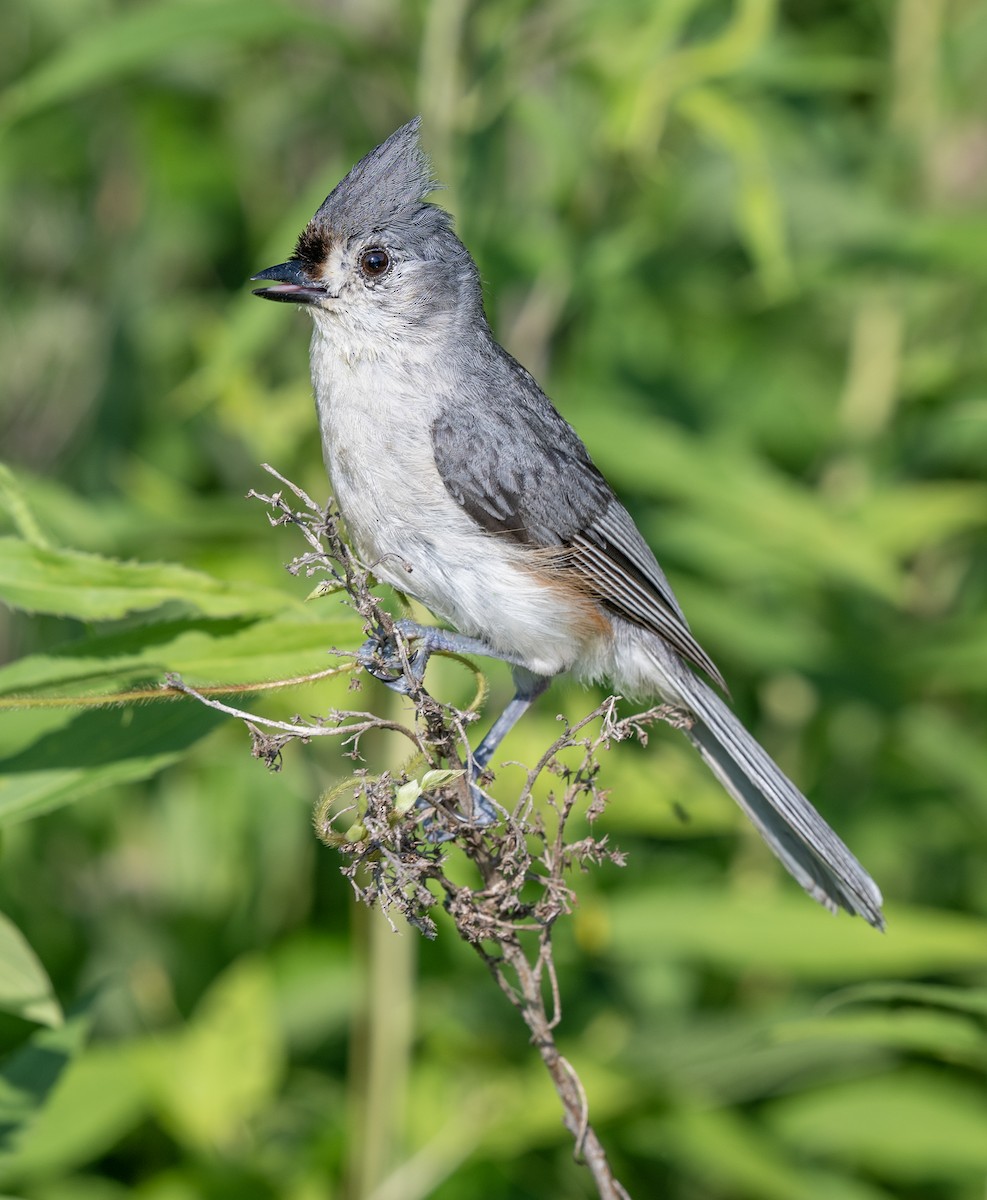 Tufted Titmouse - ML638645207
