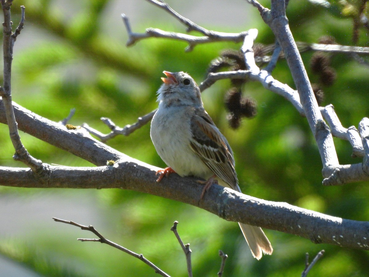 Field Sparrow - ML638645250