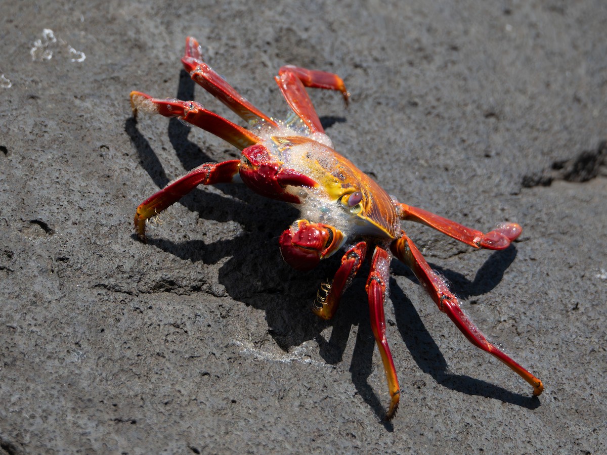 Crustaceans - ML638645251