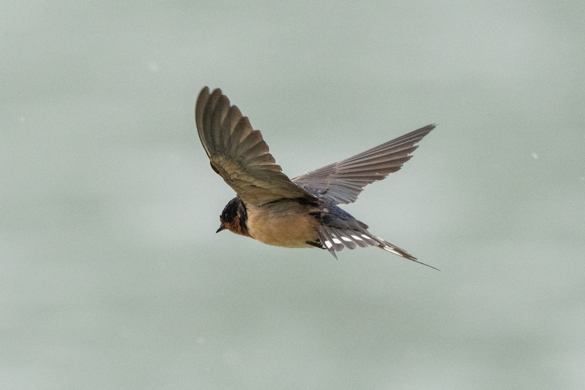 Barn Swallow - ML638645252