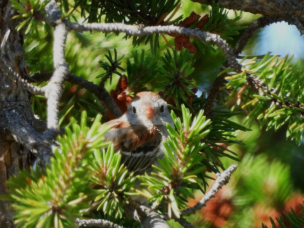 Field Sparrow - ML638645285