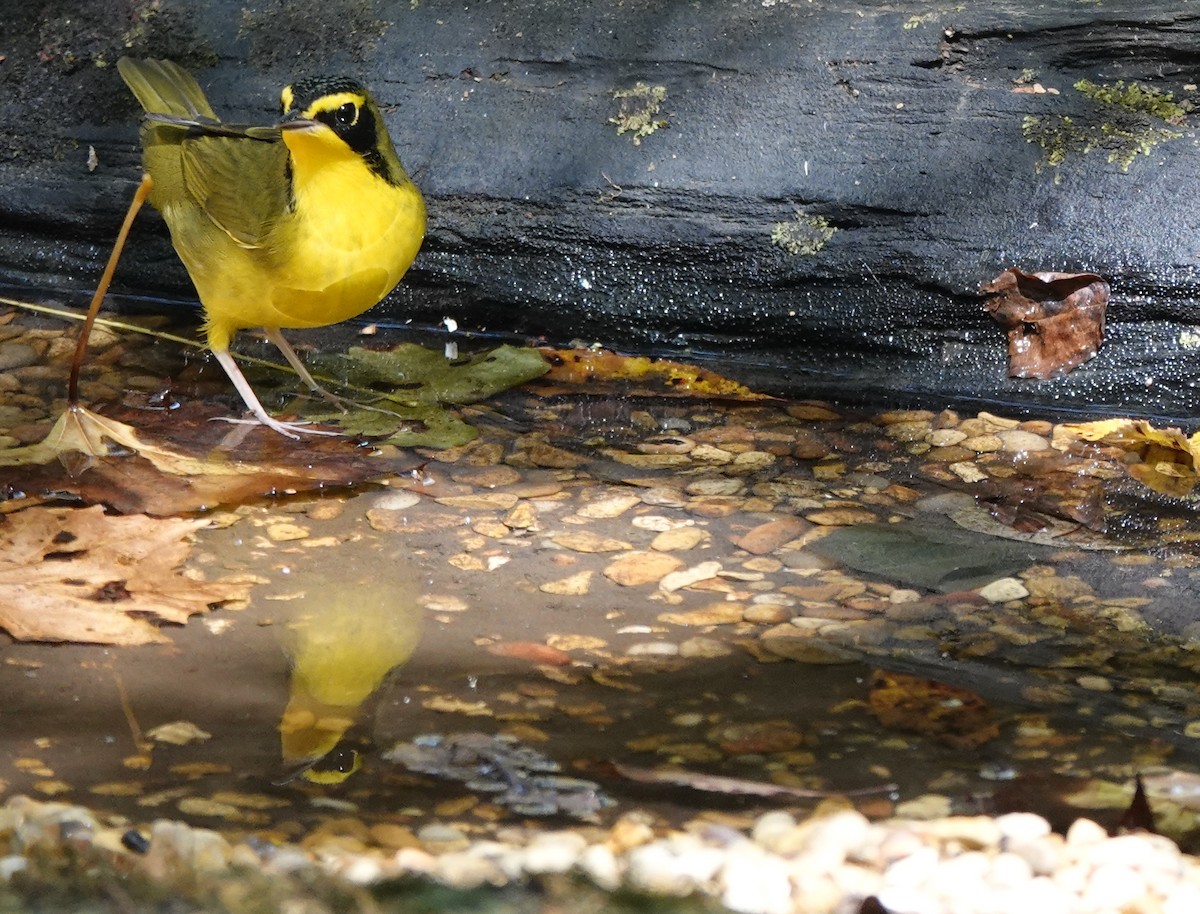 Kentucky Warbler - ML638645291