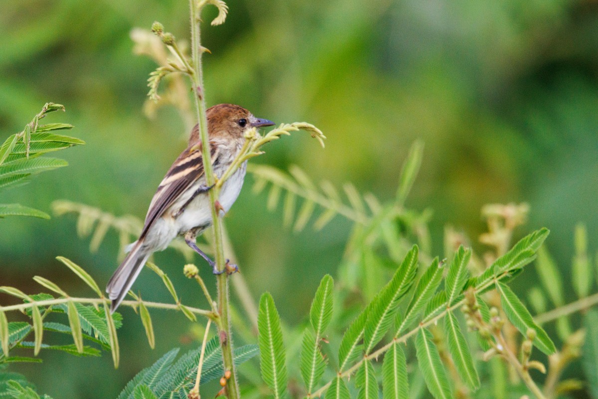 Bran-colored Flycatcher - ML638645297