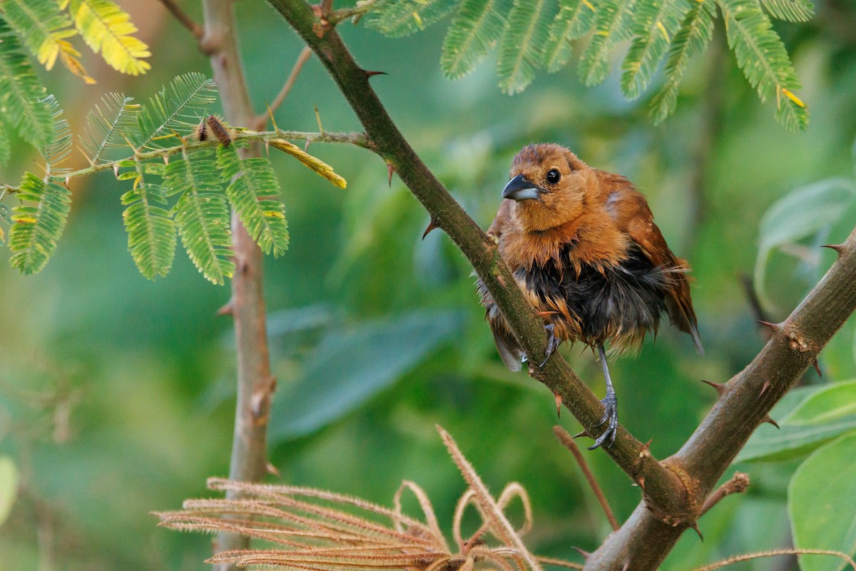 White-lined Tanager - ML638645306
