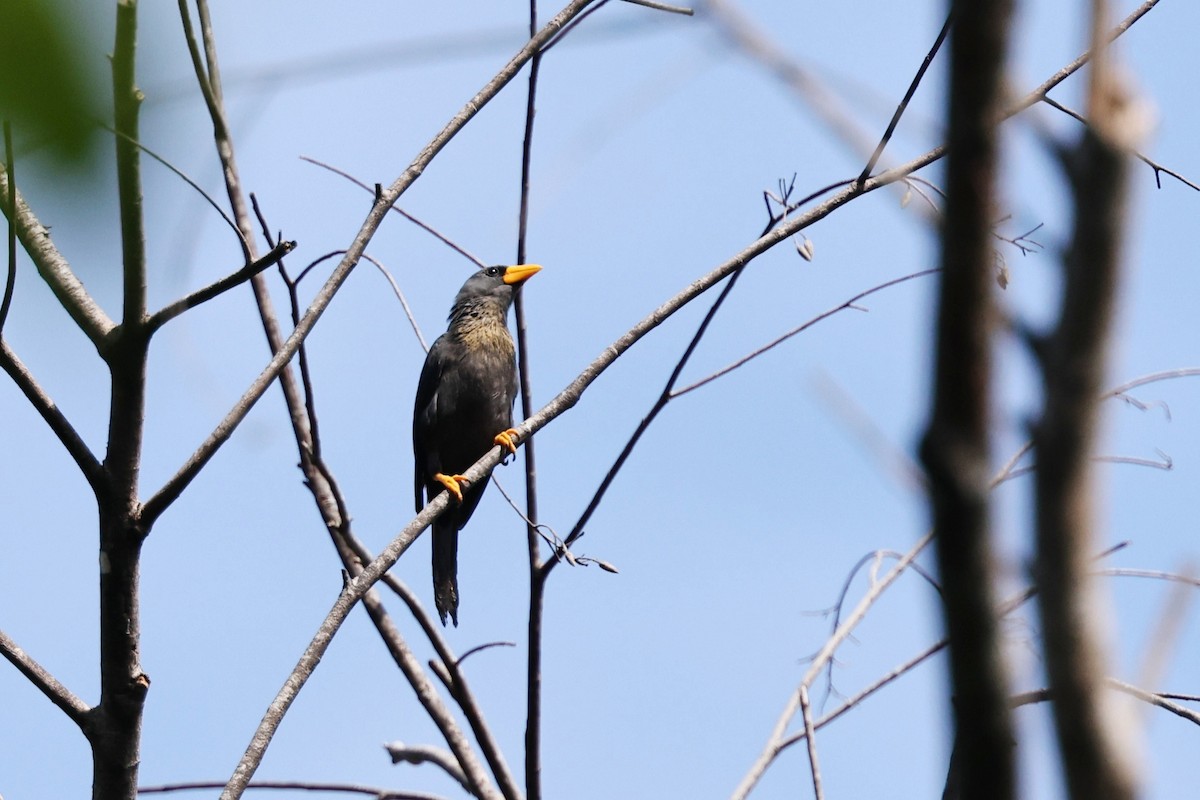 Finch-billed Myna - ML638645374