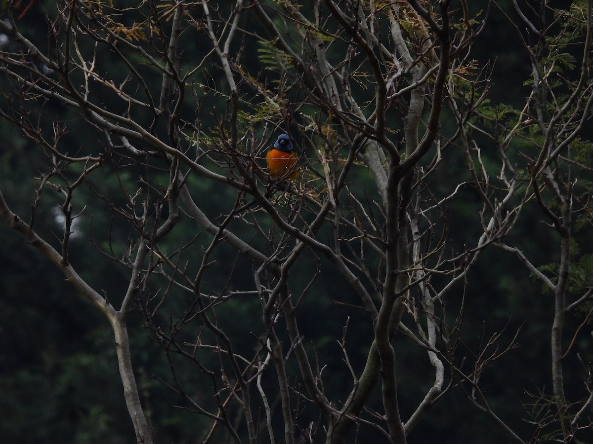 Blue-and-yellow Tanager - ML638645445