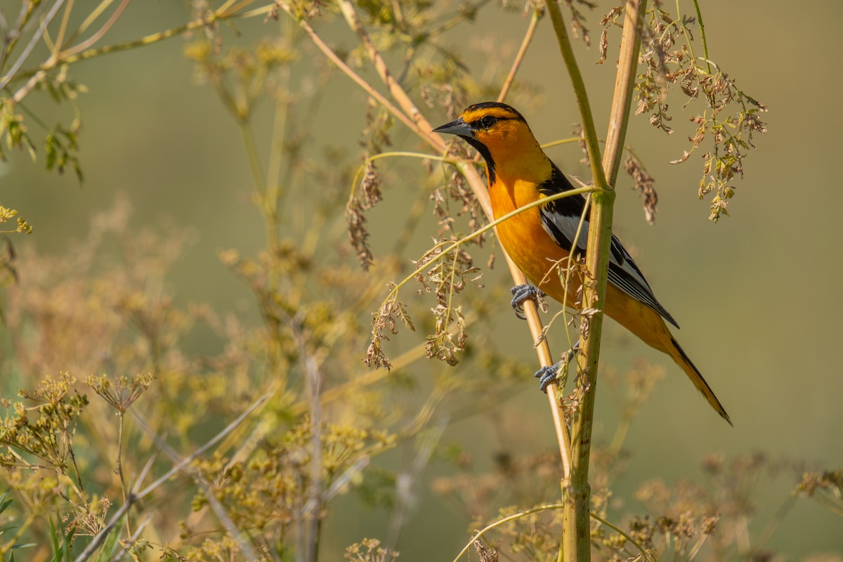 Oriole de Bullock - ML638645473