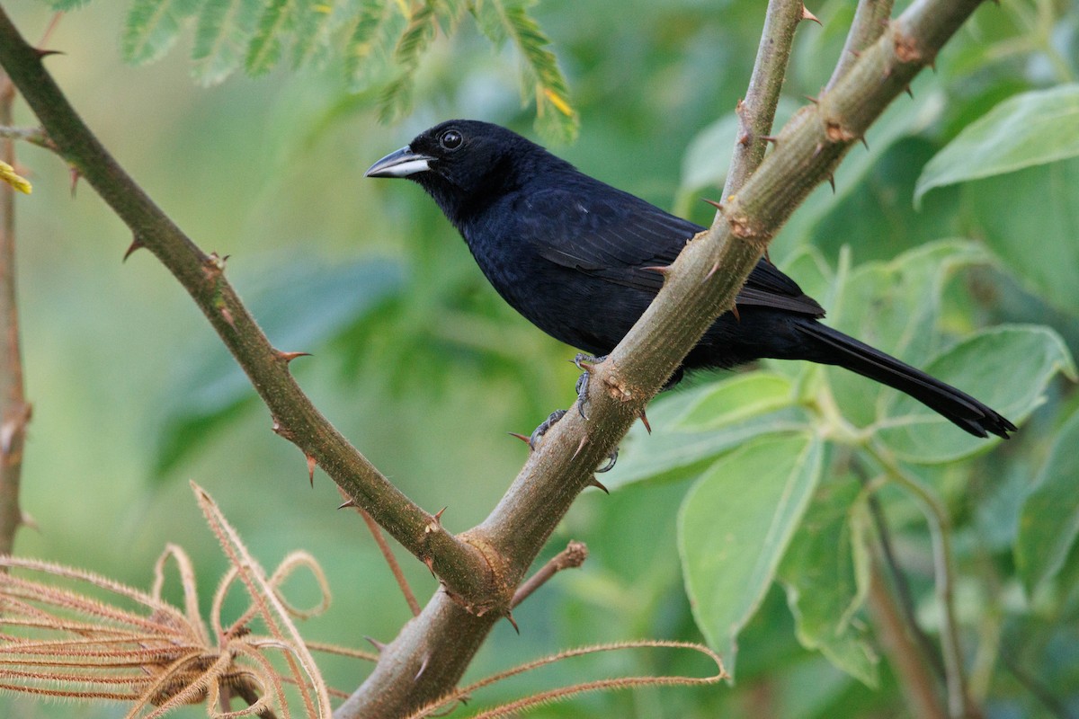 White-lined Tanager - ML638645474