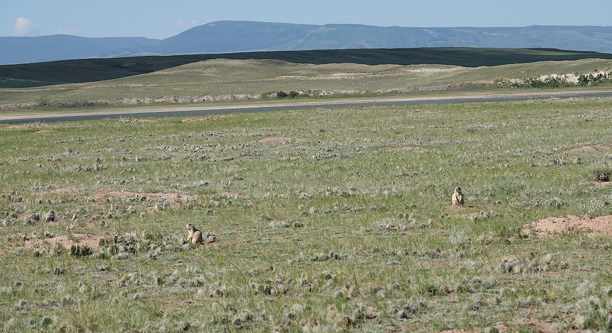 White-tailed Prairie Dog - ML638645484