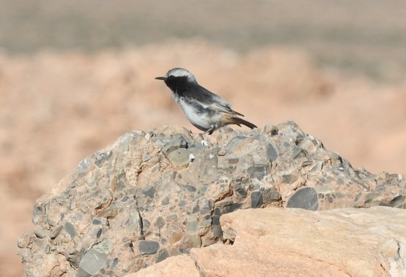 Red-rumped Wheatear - ML638645507