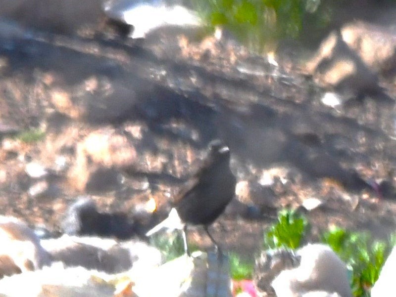 White-crowned Wheatear - ML638645538