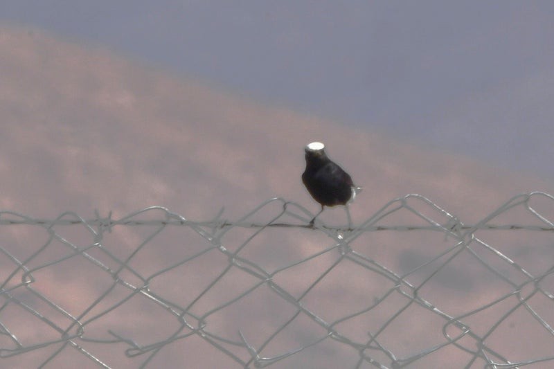 White-crowned Wheatear - ML638645546