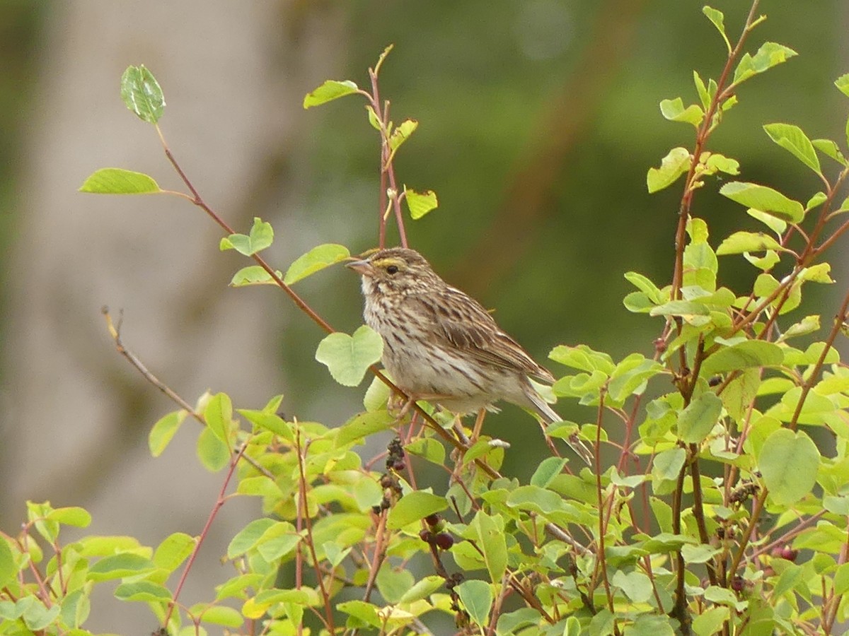 Savannah Sparrow - ML638645550