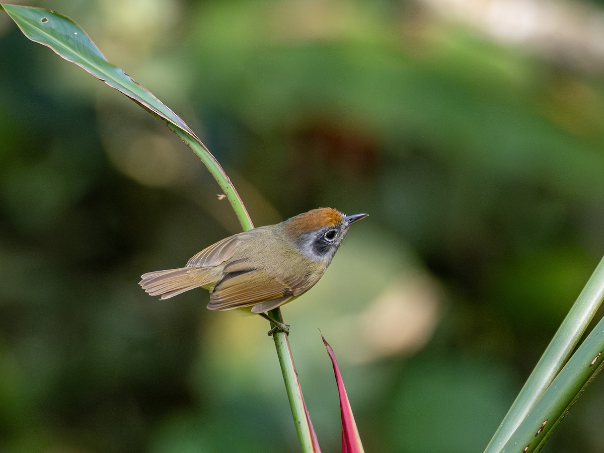 Plain Antvireo - ML638645566