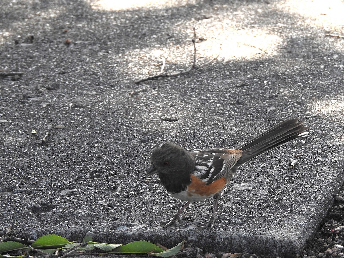 Spotted Towhee - ML638645574