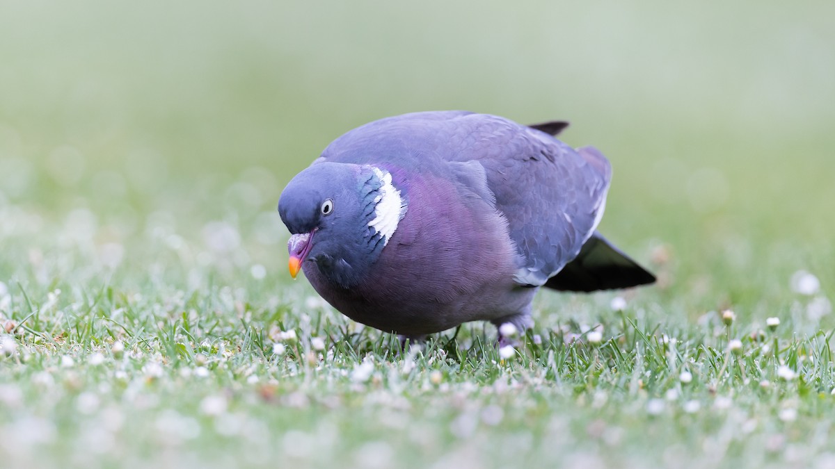 Common Wood-Pigeon - ML638645607
