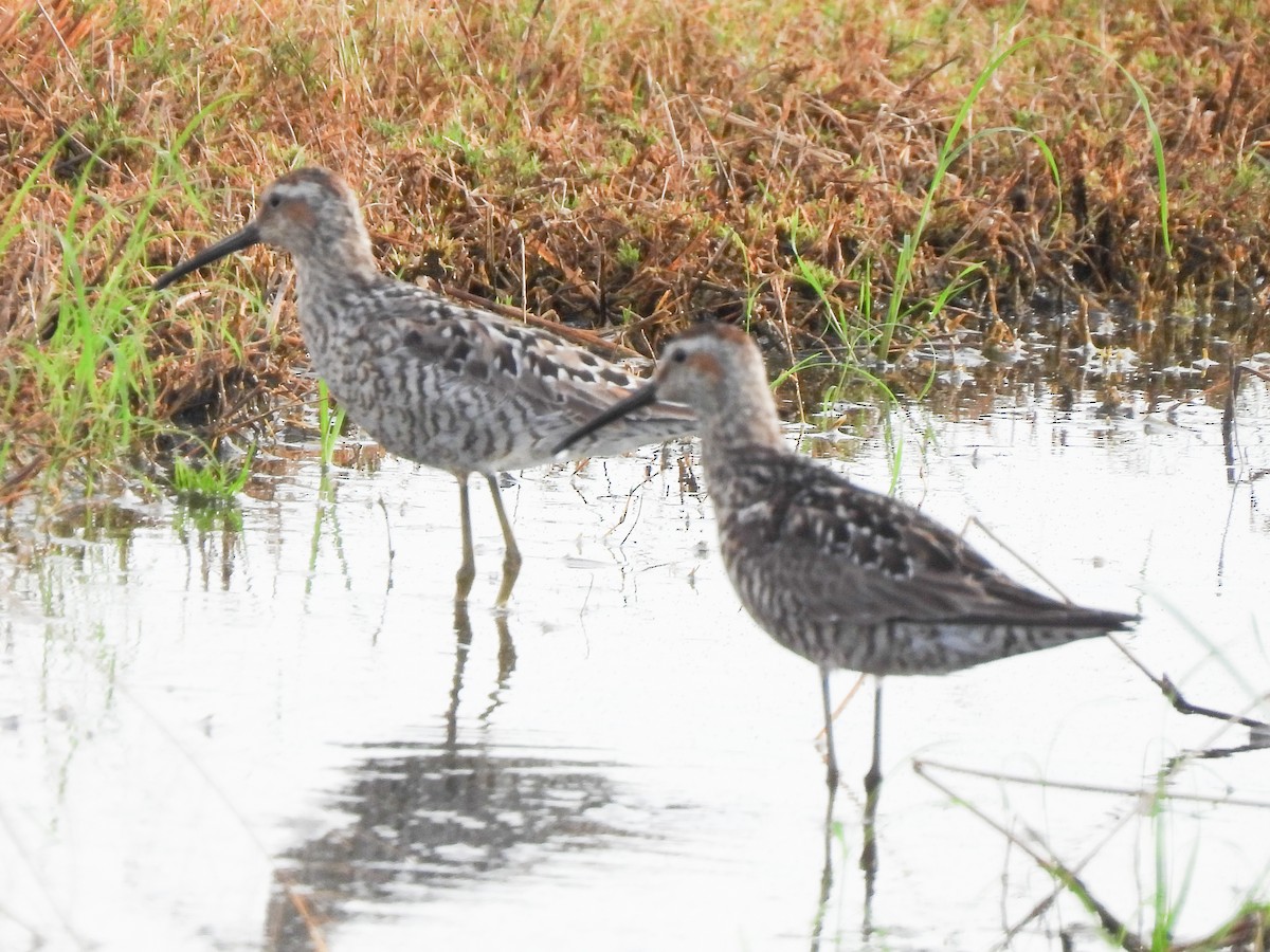 Stilt Sandpiper - ML638645614