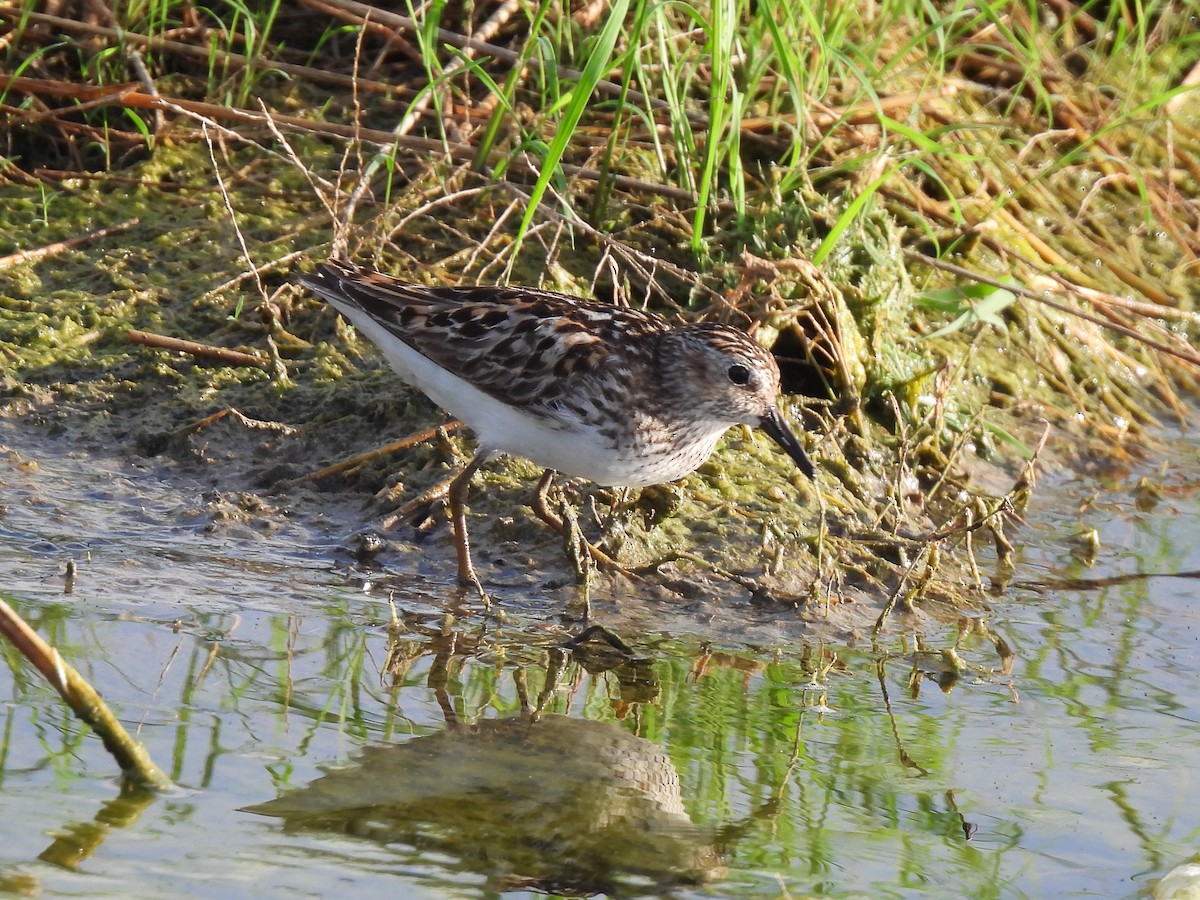 Least Sandpiper - ML638645624