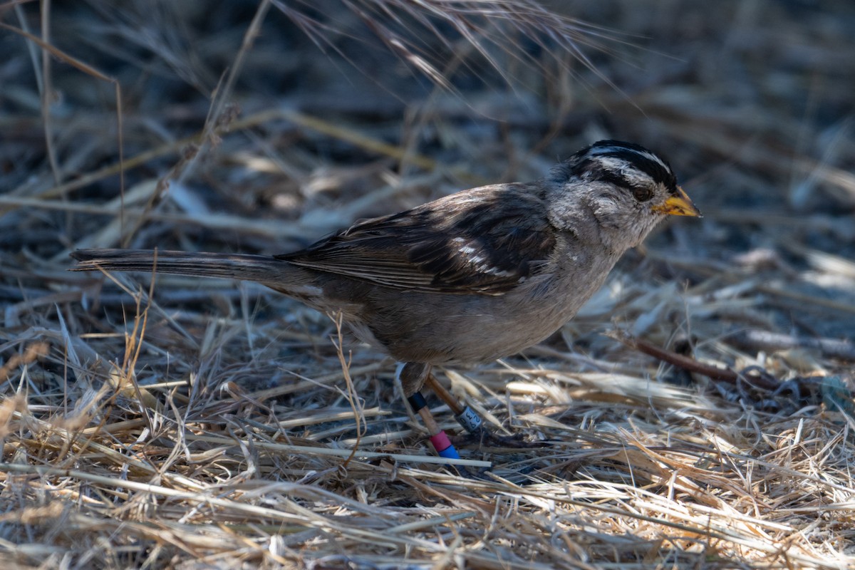 White-crowned Sparrow (nuttalli) - ML638645660