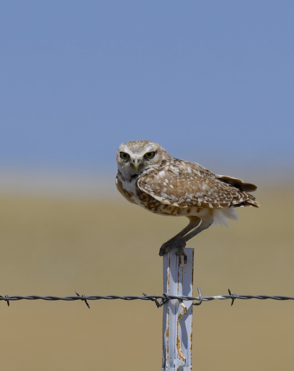 Burrowing Owl - ML638645673