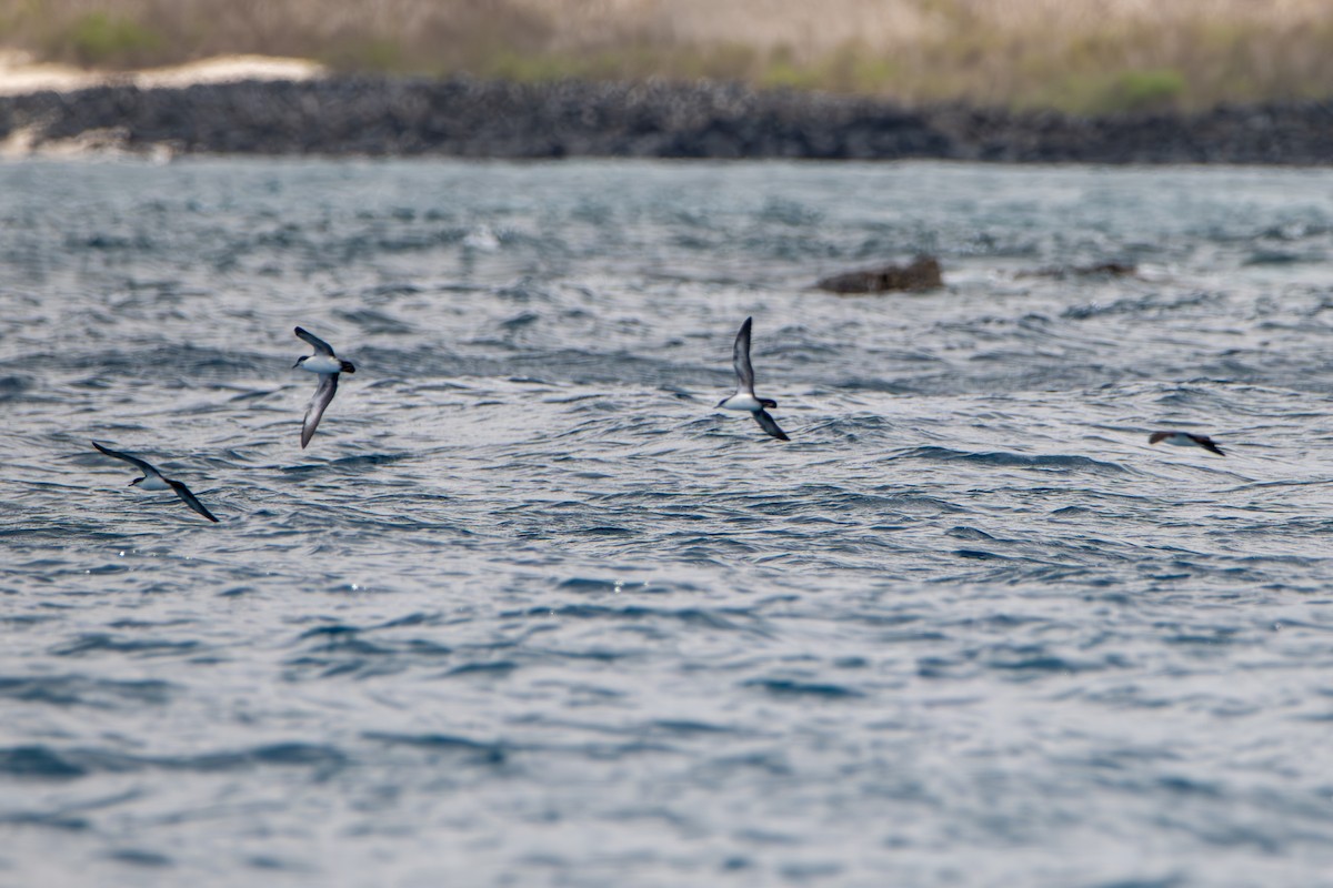 Galapagos Shearwater - ML638645682