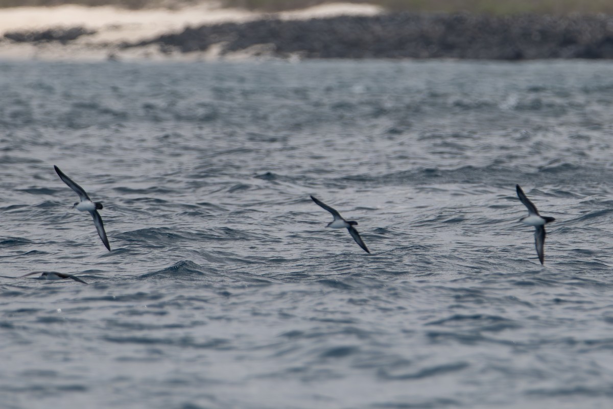 Galapagos Shearwater - ML638645683