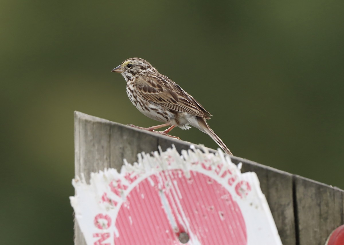 Savannah Sparrow - ML638645684