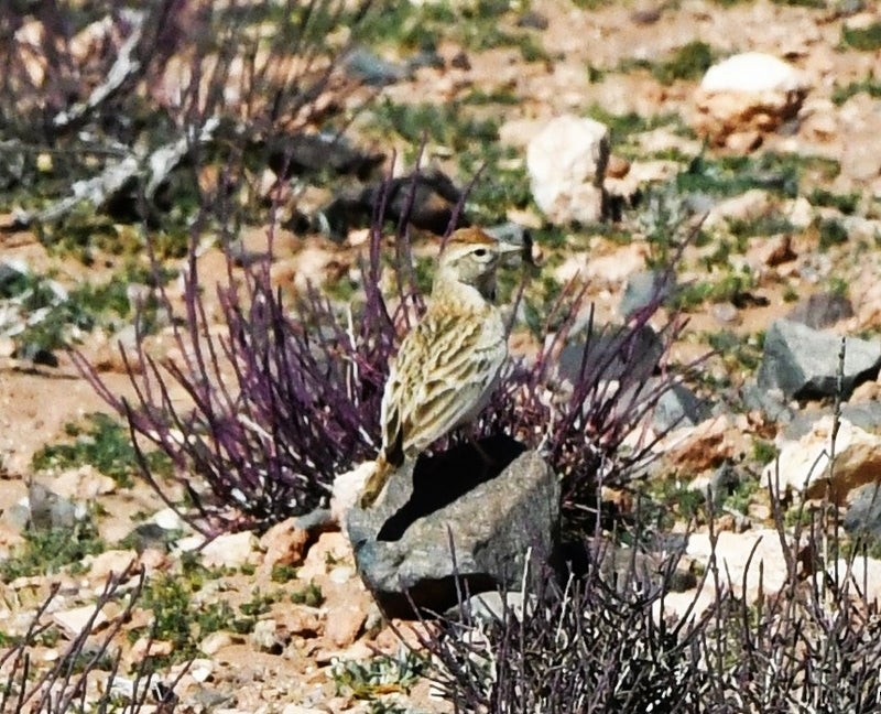 Bozkır Toygarı - ML638645705