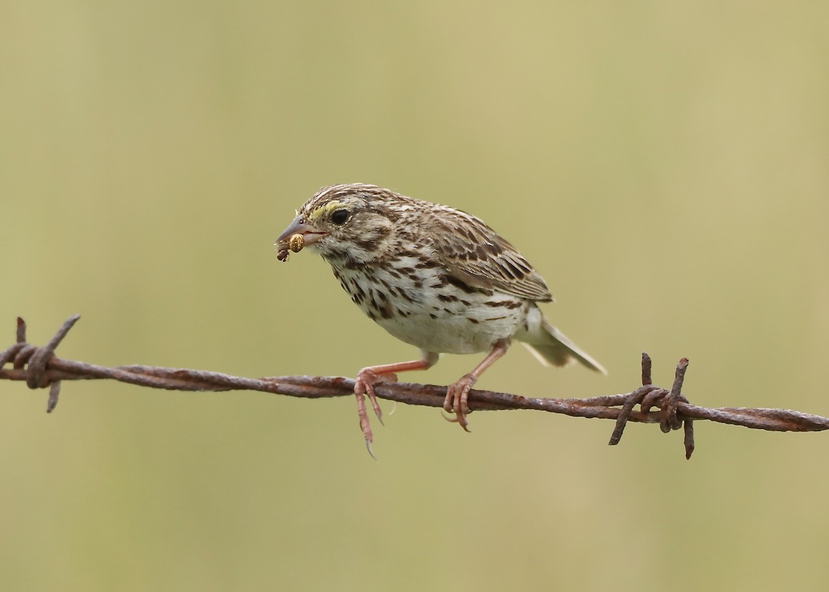 Savannah Sparrow - ML638645714
