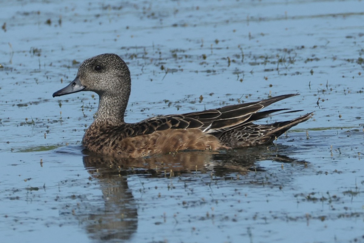 Canard d'Amérique - ML638645720
