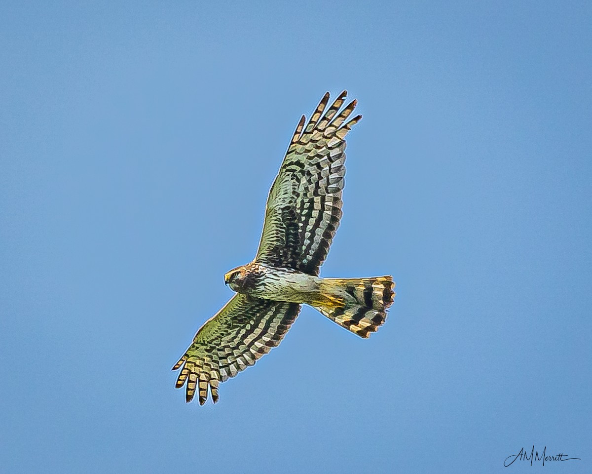 Northern Harrier - ML638645739