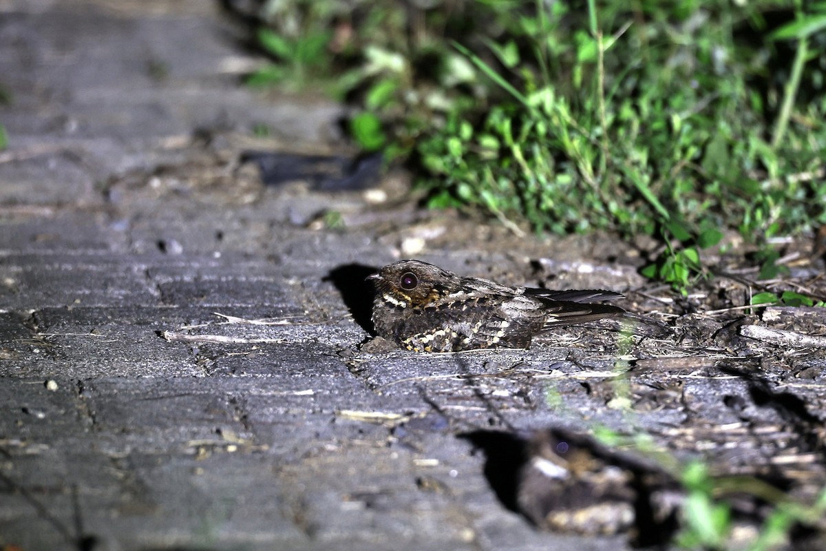 Sulawesi Nightjar - ML638645773