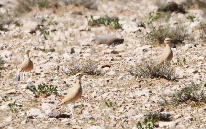 Çölkoşarı - ML638645777